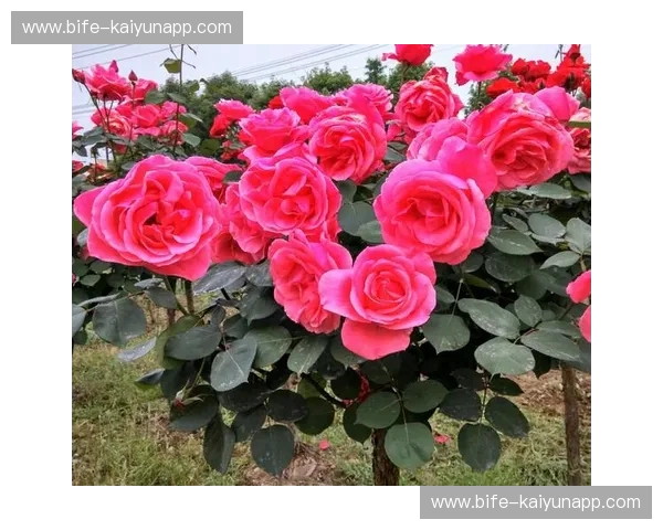 芝加哥玫瑰的绽放或克利夫兰的挽歌？骑士vs公牛第四场，命运的十字路口！